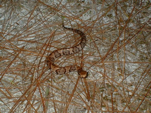 baby cottonmouth12.JPG [188 Kb]